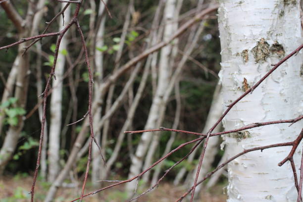 istock A group of white tree trunks in the forest 1350100349
