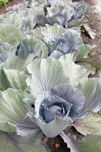 istock Cabbage close up  in vegetable garden 135010128