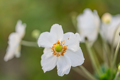 Beautiful spring flower wood anemones