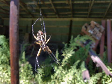 Spider and spiderweb in front of an old overgrown barn.