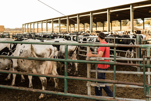 istock Male farmer working on a countryside farm with dairy cows. 1350103605