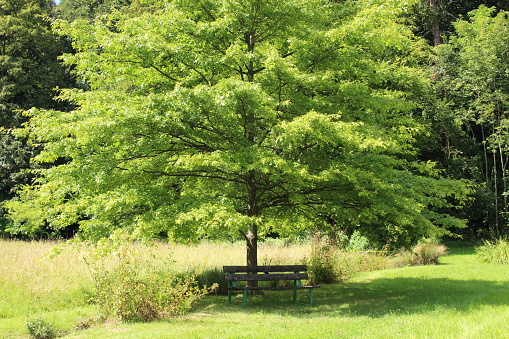 One lonely green tree in a forest and a wooden bench under it symbolizing loneliness and peace in Ulm, Germany.