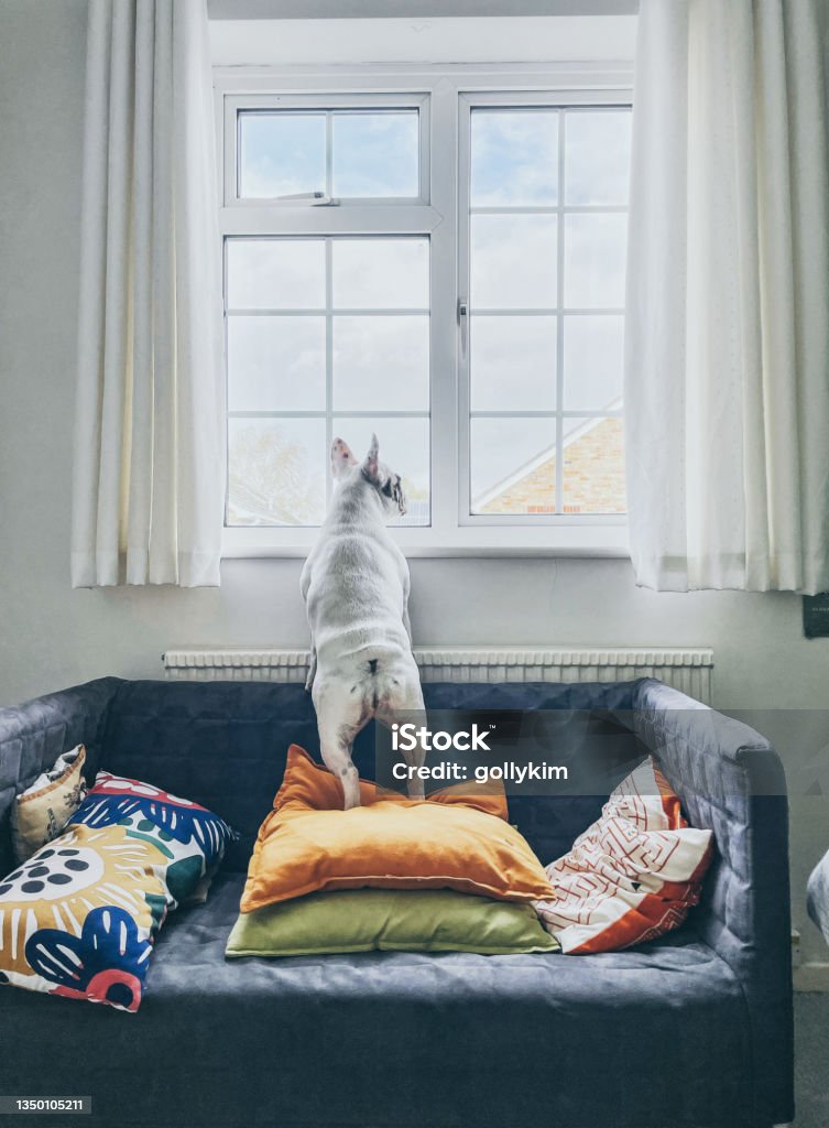 Rear view of French Bulldog standing on a sofa looking out the window Nosy neighbour. Frenchie dog standing on sofa checking out neighbour from the window Dog Stock Photo