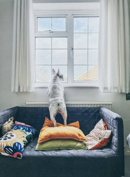 Rear view of French Bulldog standing on a sofa looking out the window stock photo