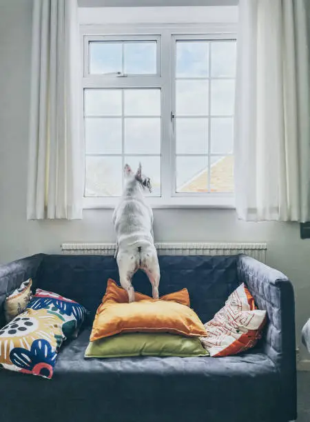 Photo of Rear view of French Bulldog standing on a sofa looking out the window