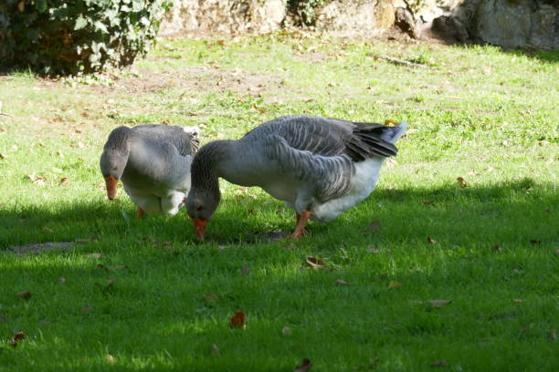 istock Geese pasturing in a green grass garden 1350105314