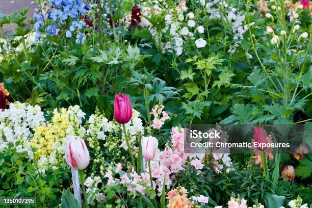Hot Pink And Bonjour White Tulips Stock Photo - Download Image Now - Australia, Beauty In Nature, Blossom