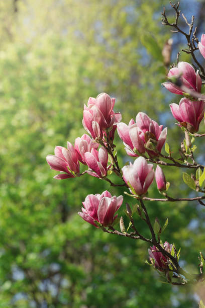 istock Beautiful magnolia tree blossoms in springtime. Jentle magnolia flower against sunset light. 1350109143