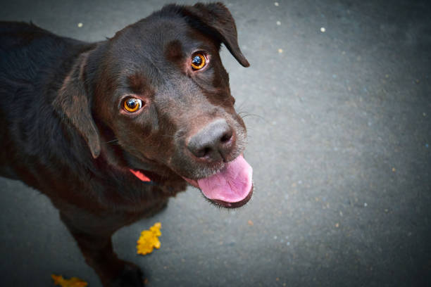 istock Chocolate brown Labrador retriever dog close-up looking up into camera Top view 1350109257