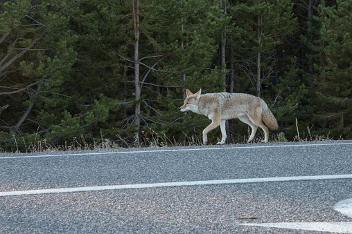 A coyote roaming lonely along a highway in the Yellowstone National Park, USA