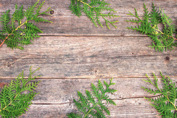 istock Branches of arborvitae on a wooden table. Copy space 1350111787
