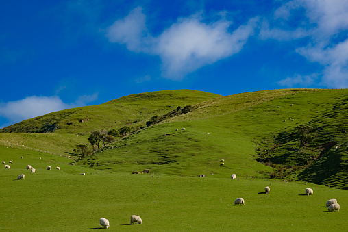A herd of sheep grazing on a lush green field in New Zealand