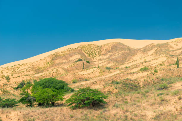 Sahara desert landscape with a lone tree on rippled sand under a bright sky