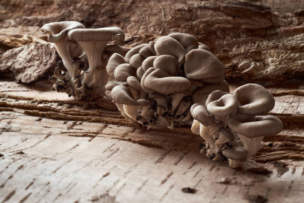 istock Oyster mushrooms are fresh. 1350113423