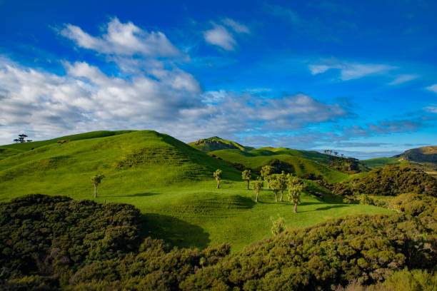 青い空の緑の丘、南島の�景色、ニュージーランド - landscape hill green grass ストックフォトと画像