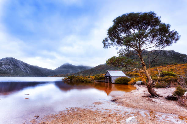 Tas Cradle Dove lake hut tree quartz Lonely gum tree and boat shed on quartz beach of Dove lake at Cradle Mountain national park in Tasmania, Australia. lakebed stock pictures, royalty-free photos & images