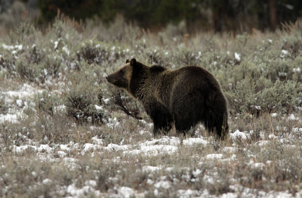 Grizzly Bear Grand Teton National Park Wyoming Wildlife stock photo