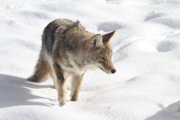 Coyote Hunting Yellowstone National Park Montana Wildlife stock photo