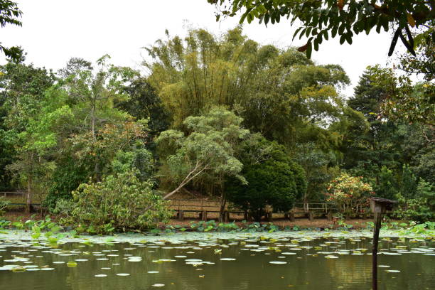 istock Wildfowl Trust Pond, Trinidad 1350118039