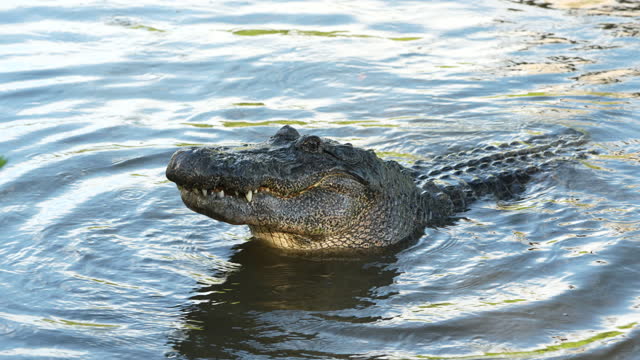 American Alligator chewing food and lifting head
