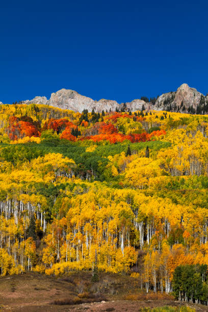 Autumn Aspen trees in Kebler Pass, Colorado stock photo