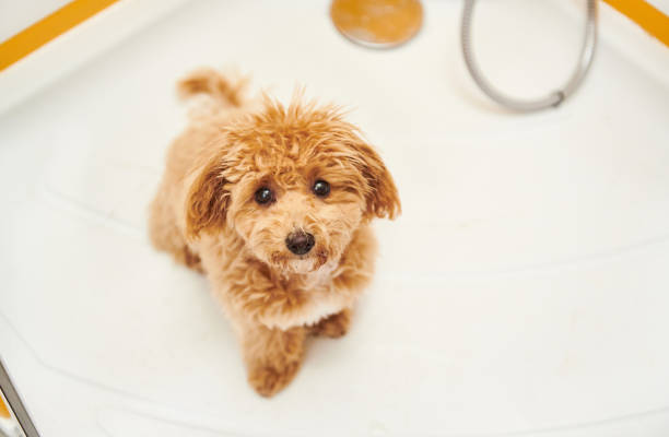 Cute but Dirty Young Calm and Happy Maltipoo Being Pampered in a Colorful Shower at Home