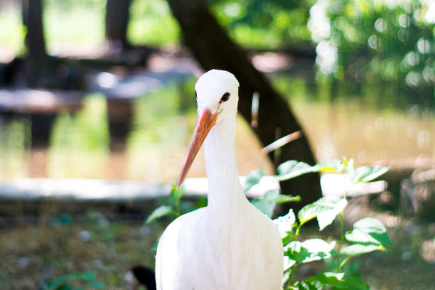 White stork (ciconia) portrait with beak bright red beak