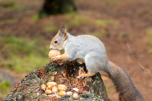 A wild squirrel with autumn undercoat sits in the forest on a stump with a walnut.