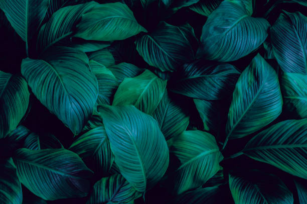 istock abstract green leaf texture, nature background, tropical leaf 1350128915