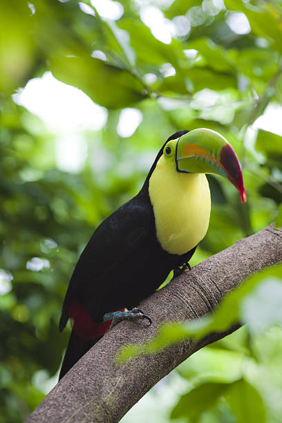 Toucan stock photo