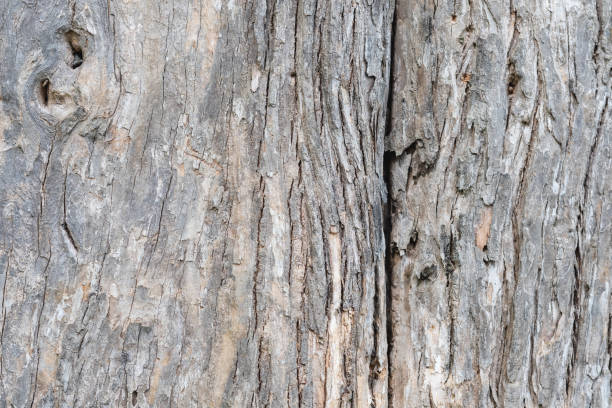 istock Closeup image of teak tree trunk, bark texture and detail 1350137754