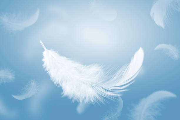istock Abstract. Lightly of Fluffy White Feathers Floating in a Blue Sky. 1350139388