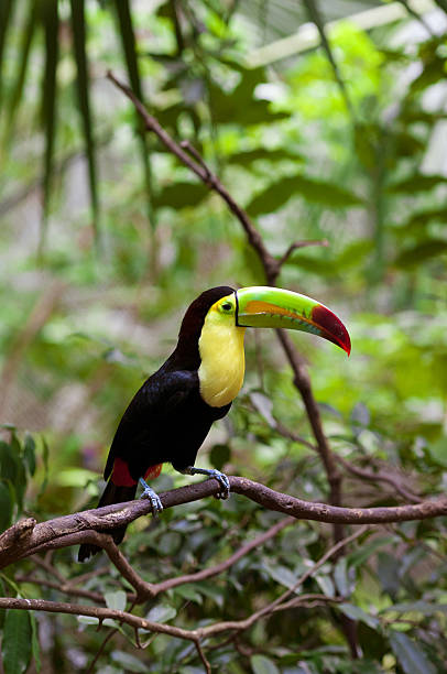 Toucan stock photo