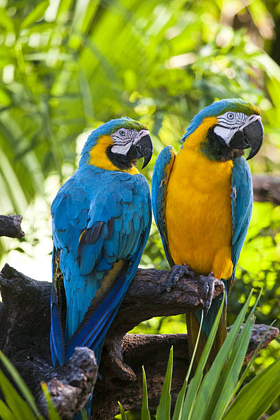 Blue and Yellow macaws stock photo