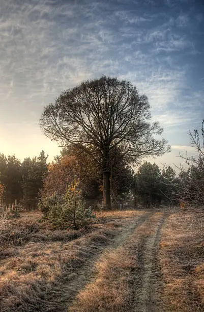 Photo of Tilia tree and cross