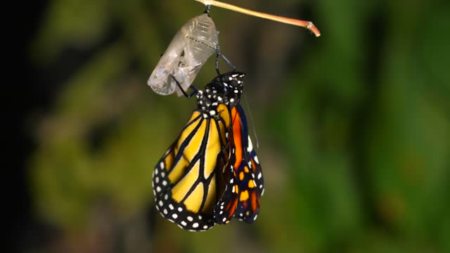A Time Lapse Of A Monarch Butterfly Hatching Form It's Chrysalis