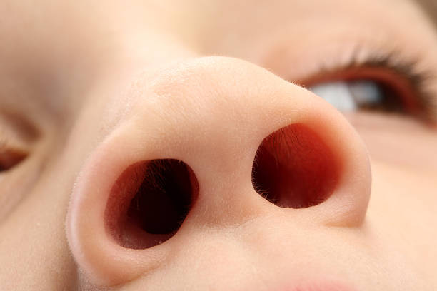 Close up view of a child's nostrils Nose with eyes human nose stock pictures, royalty-free photos & images