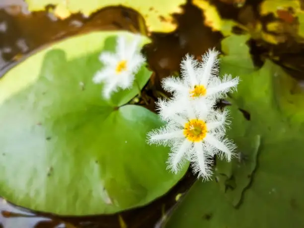 White water snow flake, Nymphoides indica, water lily flower with green leaf, aquatic water plants foliage