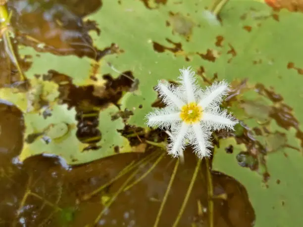 White water snow flake, Nymphoides indica, water lily flower with green leaf, aquatic water plants foliage