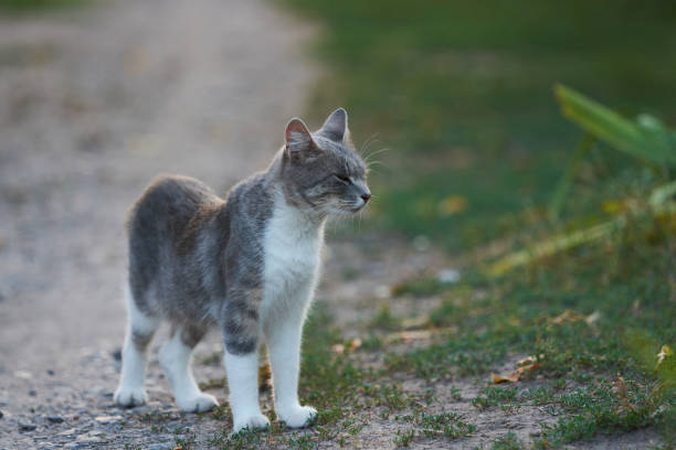 istock White and gray cat is walking outdoor 1350143526