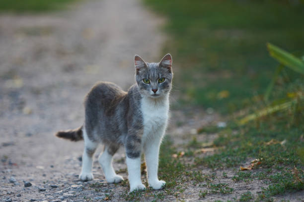 istock White and gray cat is walking outdoor 1350143528