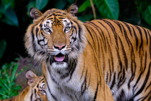 istock The Siberian tiger (Panthera tigris tigris) also called Amur tiger 1350143608