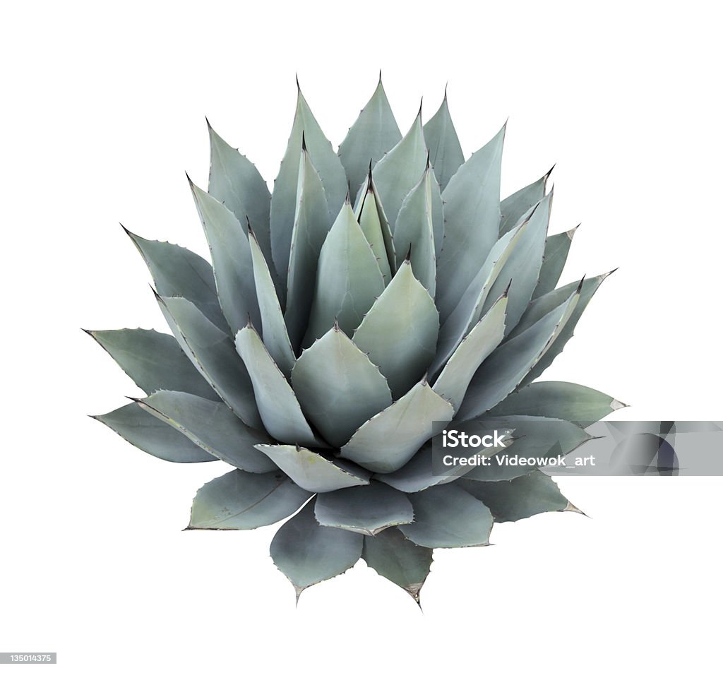 Agave, isoliert auf weiss - Lizenzfrei Agave Stock-Foto