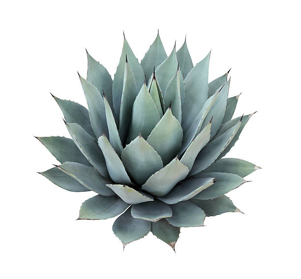Agave plant isolated on white stock photo