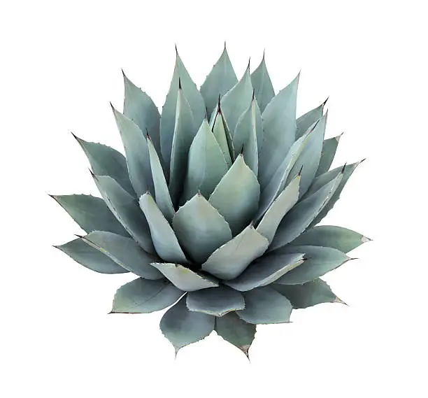Photo of Agave plant isolated on white