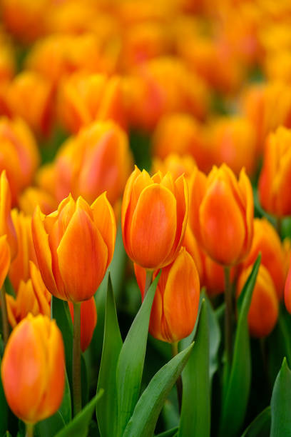 istock Beautiful yellow Tulips in the nature 1350145000