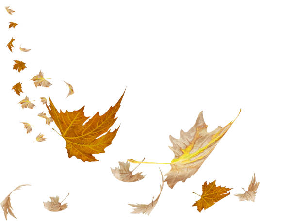 istock autumn season leaf leaves falling and flying from the sky space for your text message 1350145073