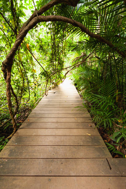 istock natural tree surrounding wood path in forest 1350145325