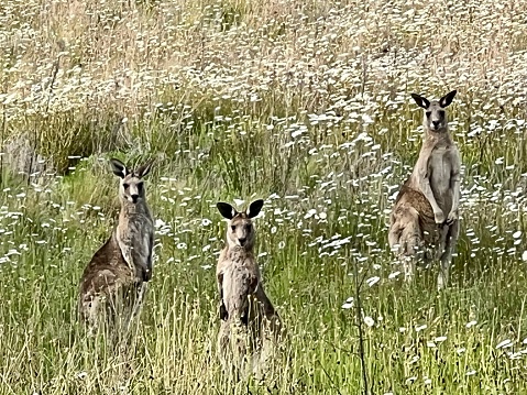 Horizontal closeup photo of three wild Grey Kangaroos looking at the camera, resting in a field of wild grasses and white daisies. Armidale, New England high country, NSW.