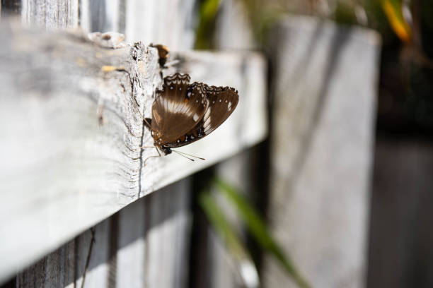 istock Butterfly on Fence 1350152314
